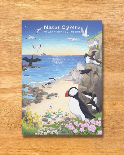 Welsh coast wildlife - coast,